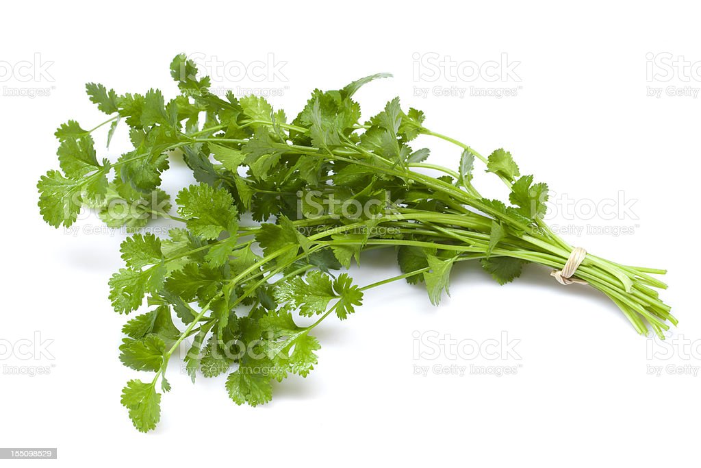 cilantro